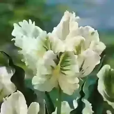 Super Parrot